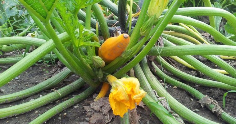 Zucchini-Lauchsuppe mit Petersilie